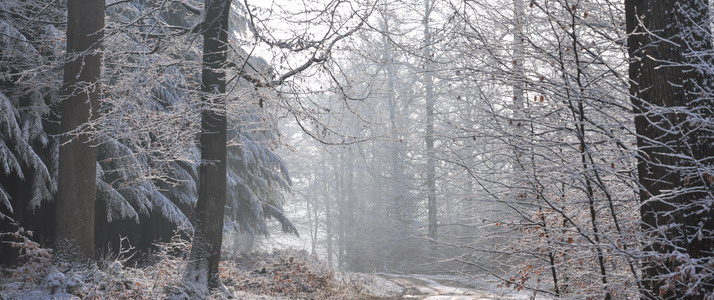 Winter in Arden forest© FTLB/ P. Willems